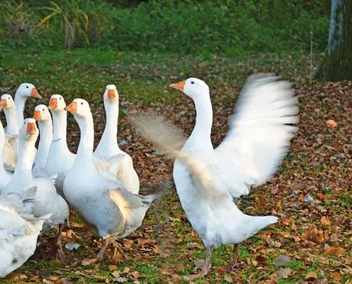 Ein Schwarm Gänse auf einem mit Blättern übersäten Boden beim Landhaus Scherrer. Eine Gans breitet ihre Flügel aus und fängt einen Moment der Bewegung inmitten einer ruhenden Gruppe ein. - Ihr Landhaus Scherrer aus Hamburg